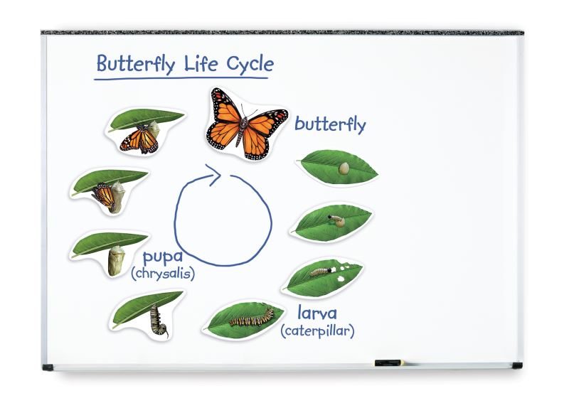 Learning Resources Magnetický životní cyklus - Motýl