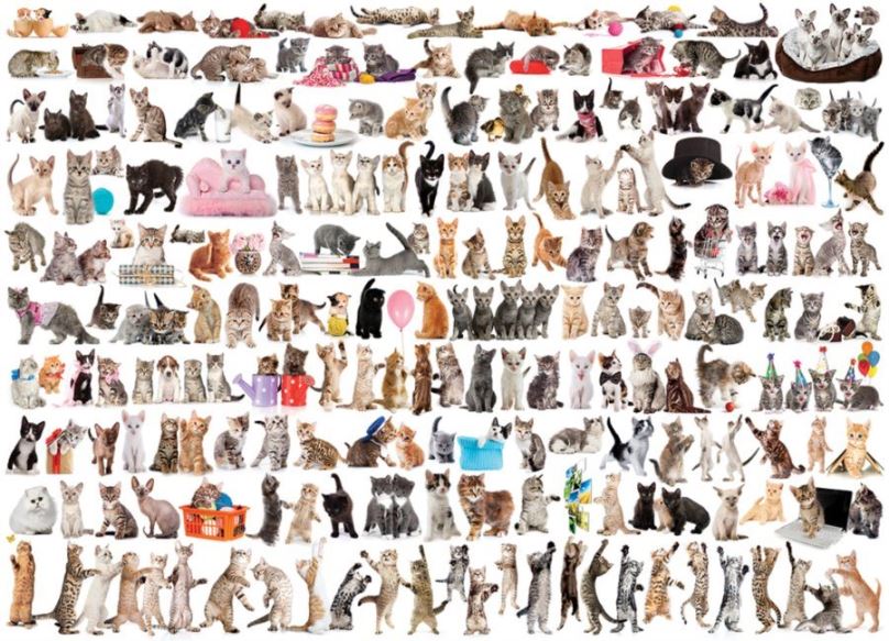 Puzzle Eurographics Puzzle Svět koček 1000 dílků