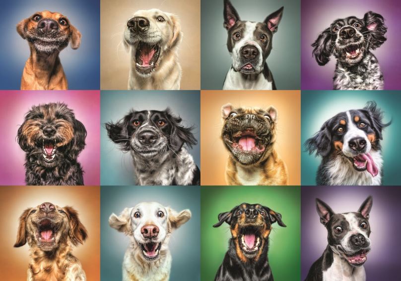 Puzzle Trefl Puzzle Veselé psí portréty 1000 dílků