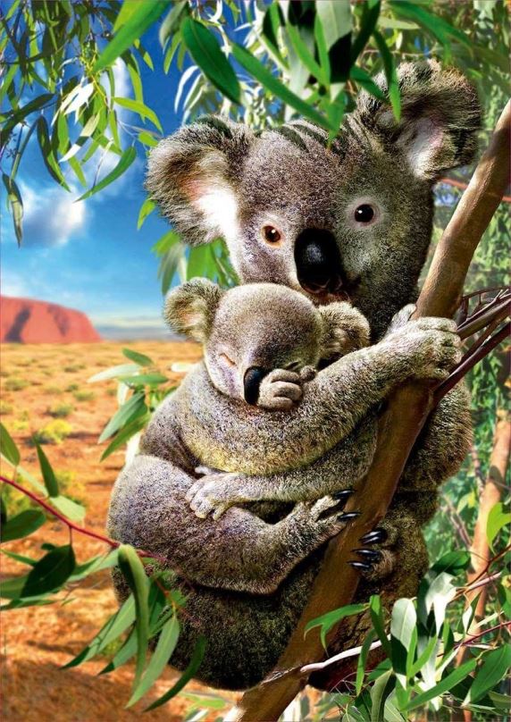 Puzzle Educa Puzzle Koala s mládětem 500 dílků