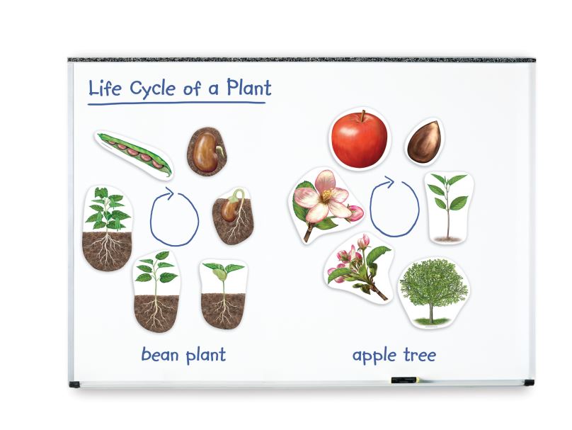 Learning Resources Magnetický životní cyklus - Rostlina