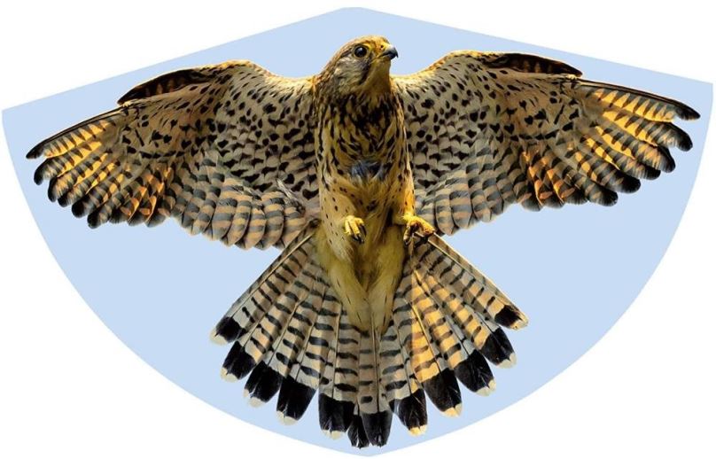 Létající drak Günther - sokol - falke 92x62 cm