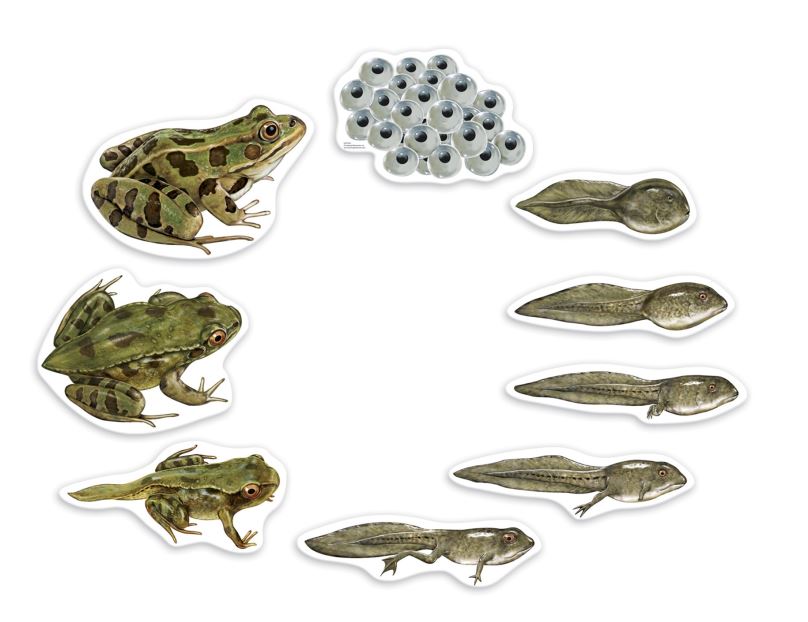 Learning Resources Magnetický životní cyklus - Žába