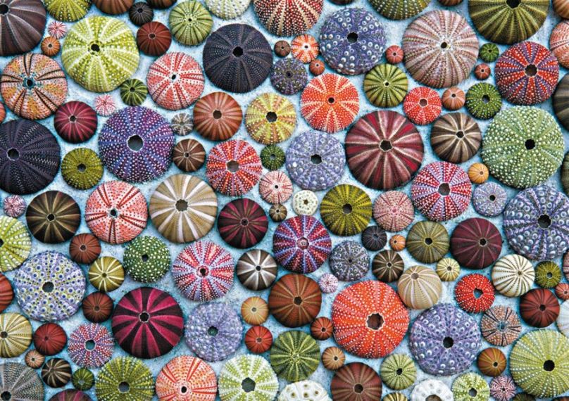 PIATNIK Puzzle Mořští ježci 1000 dílků