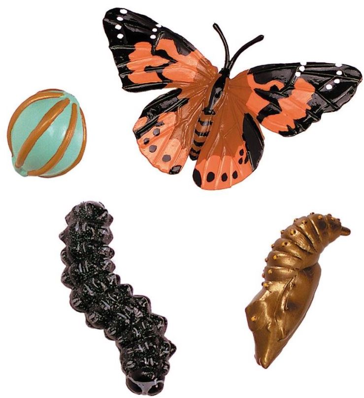 Vzdělávací sada Insect Lore Životní cyklus - Motýl
