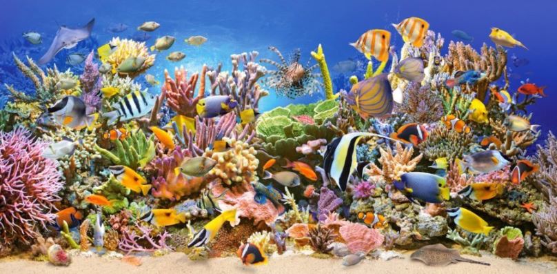Puzzle Castorland Puzzle Podmořský život 4000 dílků
