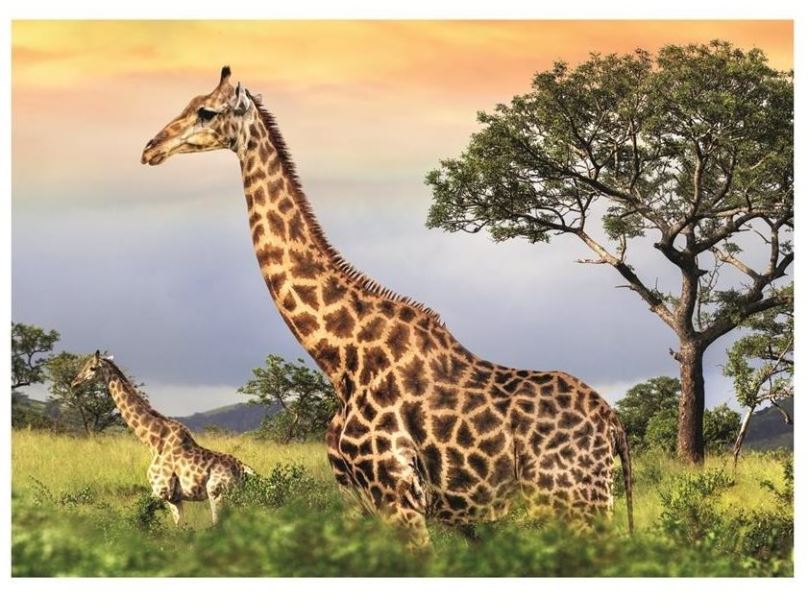 Puzzle Dino Žirafí rodina 1000 puzzle