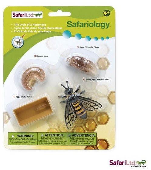 Anatomický model Safari Ltd. Životní cyklus - Včela