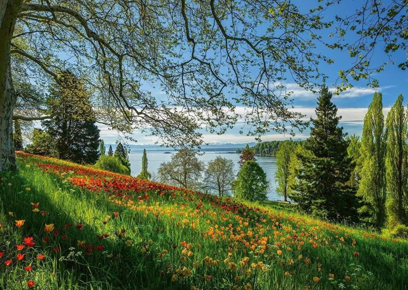 Puzzle Schimdt Puzzle Kvetoucí tulipány na ostrově Mainau 1000 dílků