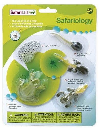 Anatomický model Safari Ltd. Životní cyklus - Žába