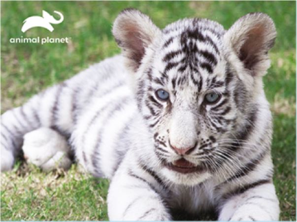 PRIME 3D Puzzle Animal planet: Bílý tygr 3D 63 dílků