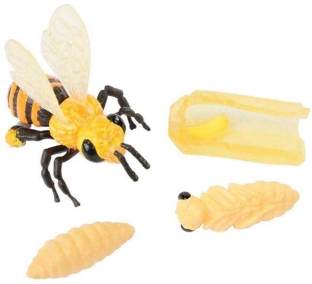 Vzdělávací sada Insect Lore Životní cyklus - Včela