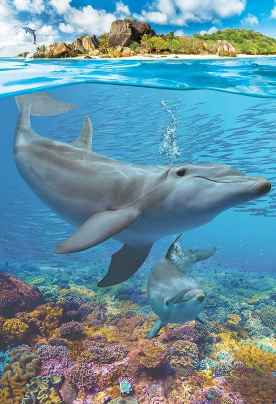 Puzzle Eurographics Puzzle Save Our Planet: Delfíni XL 250 dílků