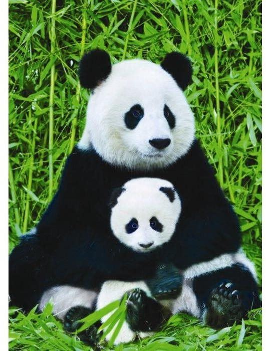 Puzzle Eurographics Puzzle Panda a mládě 1000 dílků