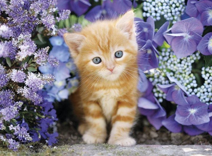 Puzzle Clementoni Puzzle Zrzavé kotě v květinách 500 dílků