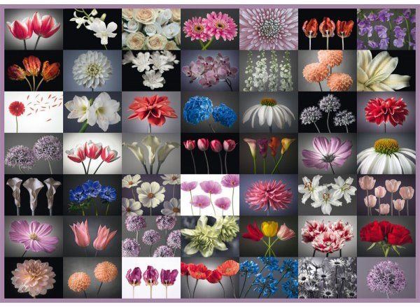 Puzzle Schmidt Puzzle Květinový pozdrav 2000 dílků